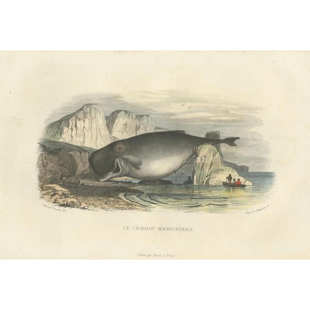 After Édouard Traviès, The Sperm Whale, 1840, Hand-Colored Engraving For Sale - Image 9 of 9