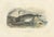 After Édouard Traviès, The Sperm Whale, 1840, Hand-Colored Engraving For Sale - Image 9 of 9