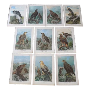 Authentic Antique 19th Century Large Folio Birds of Prey Lithographs - Set of 10