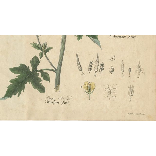 White & Black Mustard, 1831, Paper For Sale - Image 5 of 10
