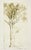 1982 hand drawn, etching, hand printed “Sketch of a Tree” from a pencil drawing I made long ago. Only 17 hand prints were...