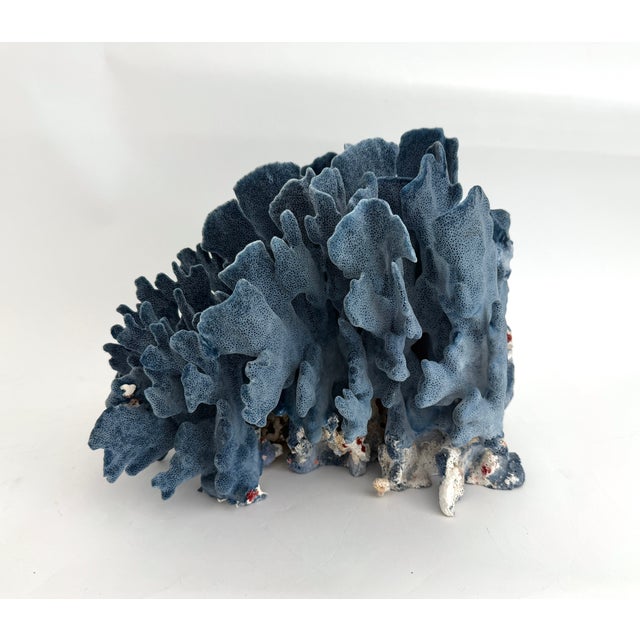 Designer Size Natural Blue Coral Specimen For Sale In Los Angeles - Image 6 of 7