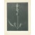 1920s 1928 Karl Blossfeldt, Original Period Photogravure N99 of Sage For Sale - Image 5 of 6