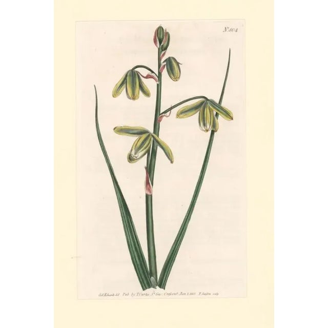 Early 19th century antique hand-colored botanical print from The Botanical Magazine; or Flower-Garden Displayed by William...