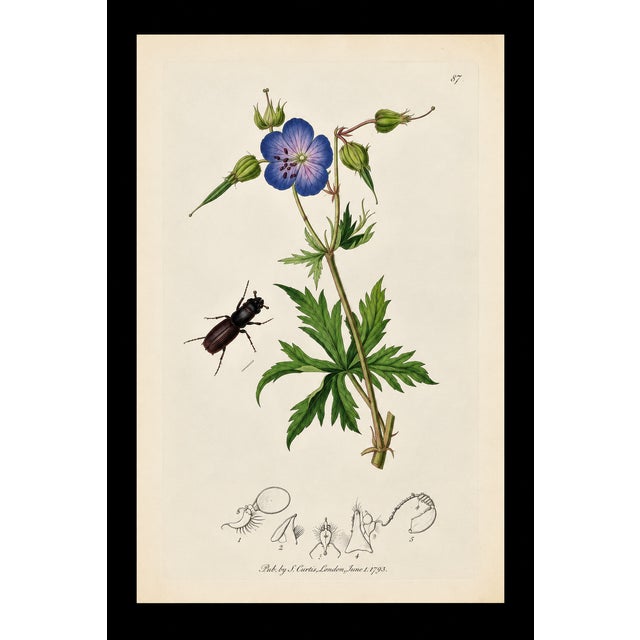 A rare example of original hand-colored engravings from John Curtis’s celebrated British Entomology, dating to circa 1825....
