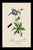 A rare example of original hand-colored engravings from John Curtis’s celebrated British Entomology, dating to circa 1825....