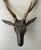 Antique 19th Century Folk Art Carved Wood Black Forest Baroque Deer Head & Antlers Wall Trophy For Sale - Image 4 of 12