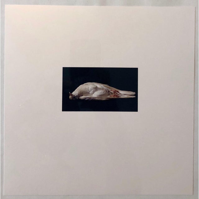 Brenda Zlamany, Birds, Cibachrome Photograph Print, Signed Conceptual Art For Sale - Image 4 of 4