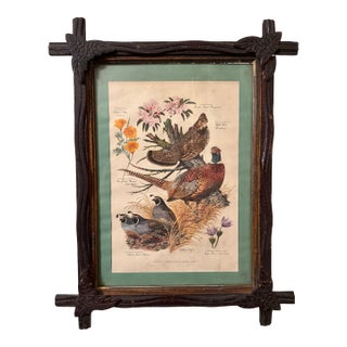 Vintage Sporting Bird Print, Framed For Sale