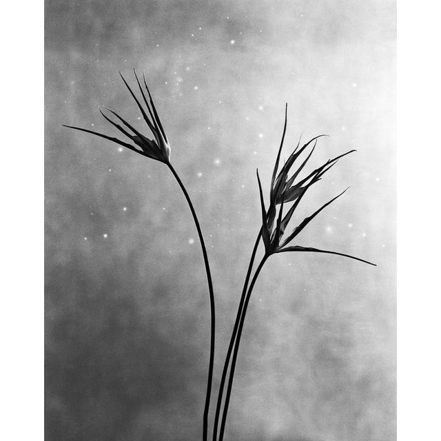 Cornuta' Printed on museum-grade Hahnemühle Photo Rag Baryta paper, each print is hand-signed by the artist on both the...