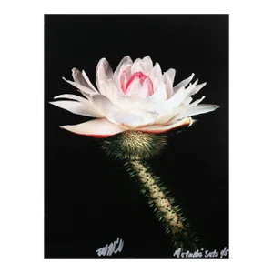 Water Lily From the Metallic Sets, Jonathan Singer