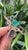 Set in 18k Gold, 3.99 Carats Emerald, Blue Sapphires & Diamonds Cocktail Ring, Us Size 7 For Sale - Image 13 of 14