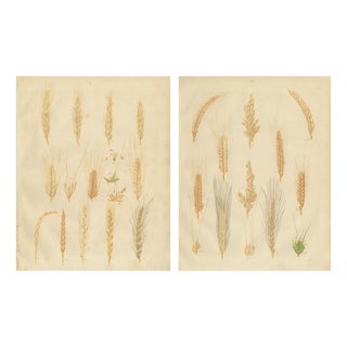 Carl Gustav Calwer, Grain Studies Wheat Varieties, 1852, Botanical Lithographs, Set of 2 For Sale