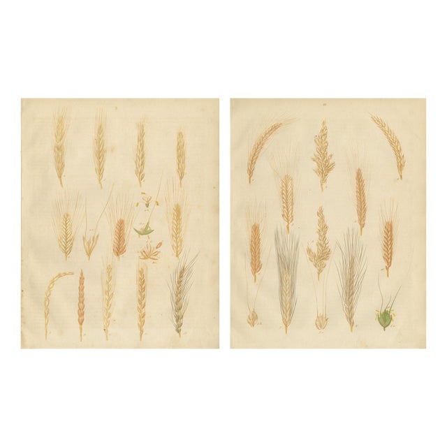 Carl Gustav Calwer, Grain Studies Wheat Varieties, 1852, Botanical Lithographs, Set of 2 For Sale