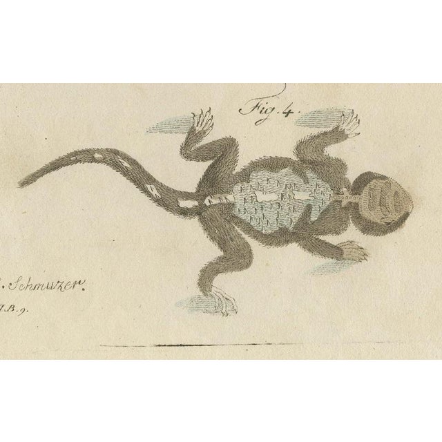 19th Century Bertuch, Skink and Grey Lizards, 1805, Print For Sale - Image 5 of 12