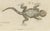 19th Century Bertuch, Skink and Grey Lizards, 1805, Print For Sale - Image 5 of 12