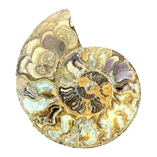 Vintage Fossilized Ammonite Specimen For Sale