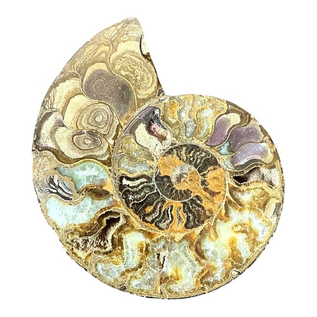 Vintage Fossilized Ammonite Specimen For Sale