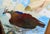 “Dinner Coming” an Osprey Painting by LWren Walraven For Sale - Image 9 of 10