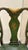 Mid-Century Chinoiserie Green Leather Arm Chairs - Queen Anne Style For Sale - Image 4 of 10