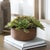 Grounded And Modern, This Accent Features Lush Echeveria Rosettes In Rich Green Tones With Softly Blushed Edges. Set In A...