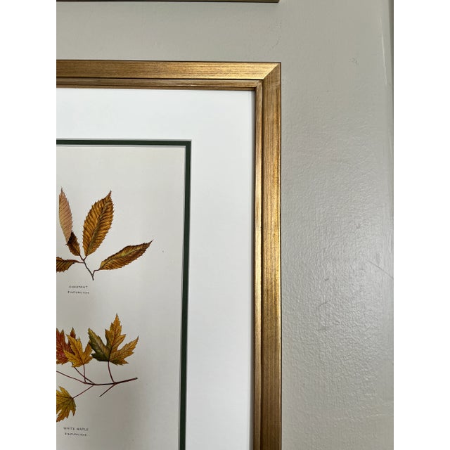 Traditional Original Vintage Tree Leaf Botanical Prints- Authentic Early 20th Century Prints For Sale - Image 3 of 5