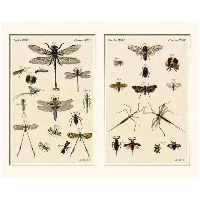 Bertuch, Dragonfly, Cicada & Exotic Insect, 1815, Engravings For Sale - Image 9 of 9