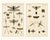 Bertuch, Dragonfly, Cicada & Exotic Insect, 1815, Engravings For Sale - Image 9 of 9