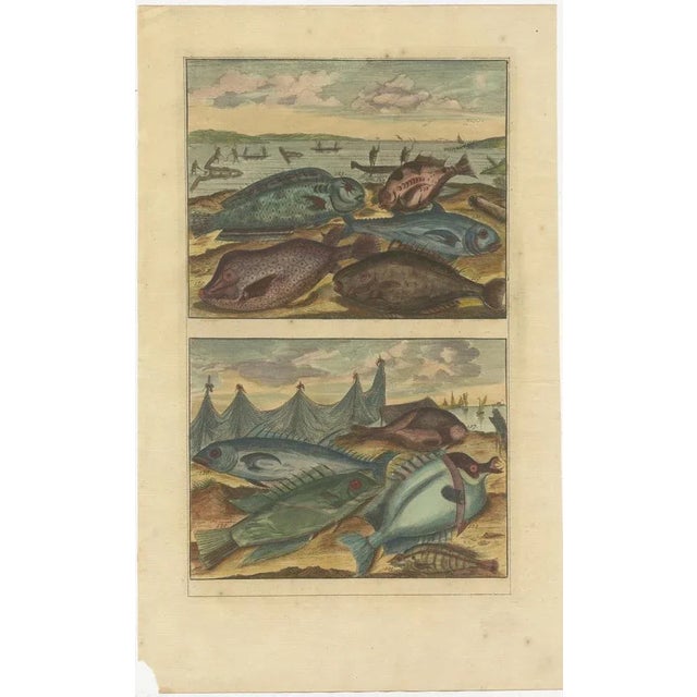 Various Fish Species and Other Marine Life, 1726, Paper, Set of 12 For Sale - Image 9 of 14