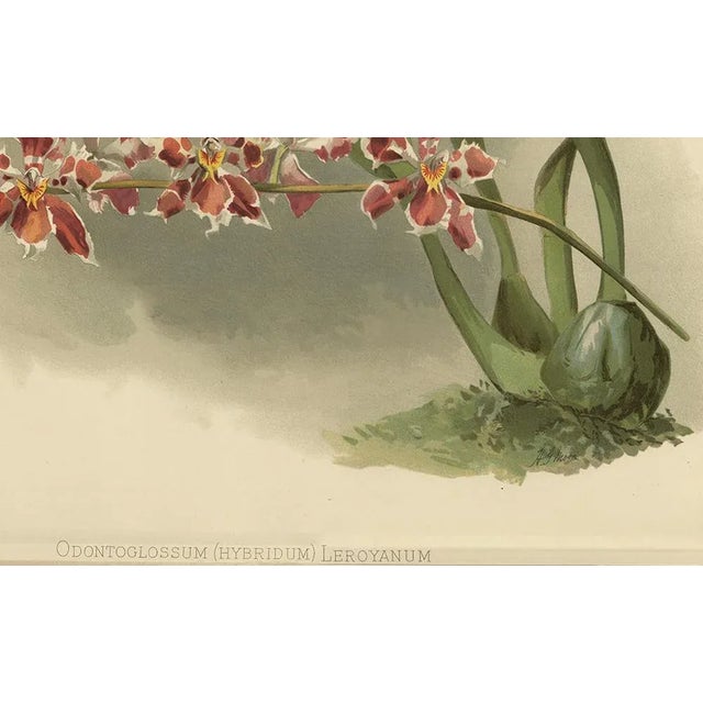Henry Moon, Orchid Odontoglossum Hybridum Leroyanum, 1888, Paper For Sale - Image 3 of 10