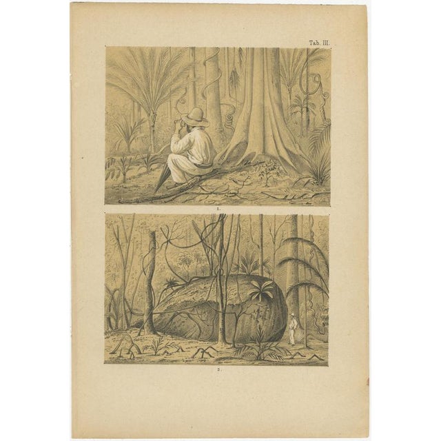 Suriname Jungle Life and Sacred Stone Lithographs by Karl Martin, 1888, Set of 2 For Sale - Image 3 of 10