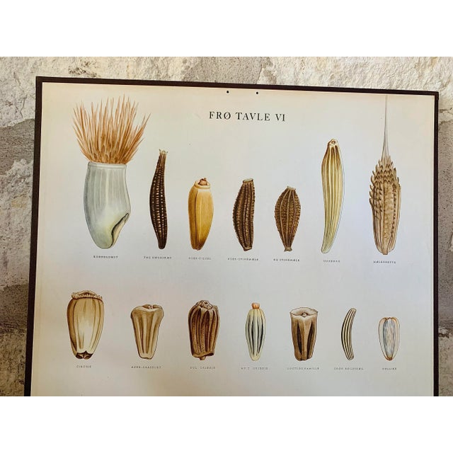 Vintage Botanical Danish Seed Catalog Lithograph Poster No. 6, New Old Stock For Sale In San Antonio - Image 6 of 12
