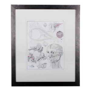 1833 Oken Anatomical Eye Engraving