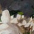 Contemporary Roses on Grey by Jon Doran | Oil on Panel White Roses in Glass Still Life For Sale In Denver - Image 6 of 10