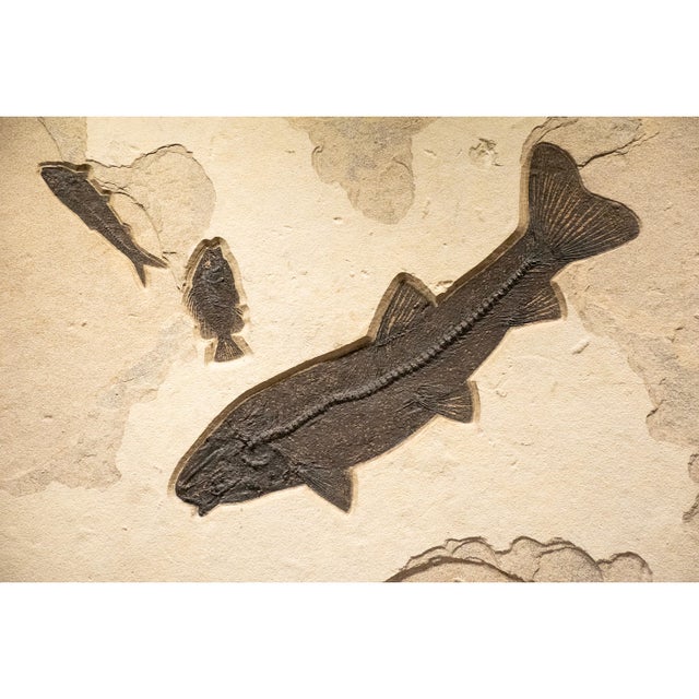 This elegant fossil fish mural works equally well in a vertical or horizontal presentation. The dramatic flow of 50...