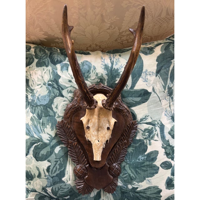 Rustic European Antique Black Forest Roe Deer Trophy Antler Mount - (#3 of 3 Individual Mounts Listed) For Sale - Image 3 of 12