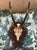 Rustic European Antique Black Forest Roe Deer Trophy Antler Mount - (#3 of 3 Individual Mounts Listed) For Sale - Image 3 of 12