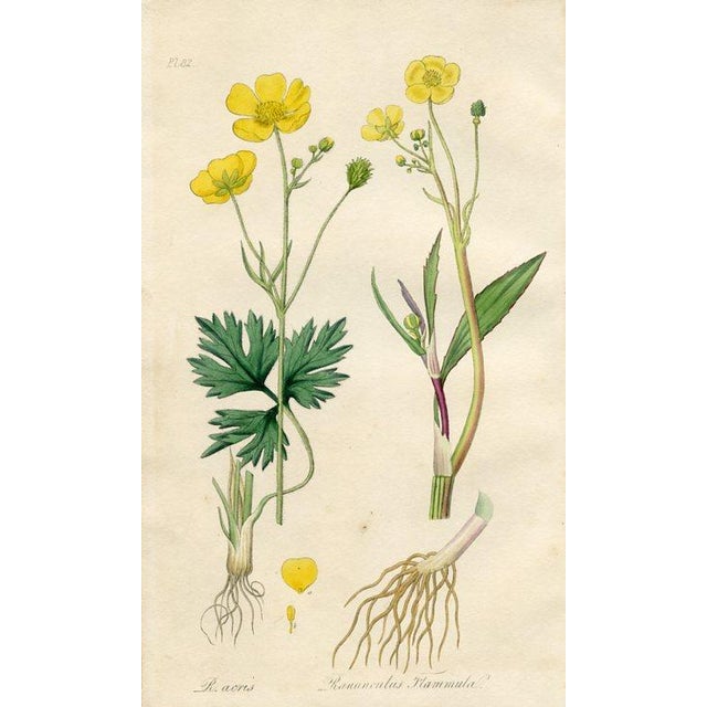 Original hand-colored botanical print from “Medical Botany”, a medical reference published in England in the early 1800s....
