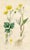 Original hand-colored botanical print from “Medical Botany”, a medical reference published in England in the early 1800s....