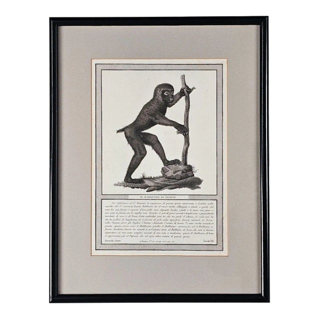 Framed Engraving "Il Babbuino Di Bosco", Italy Circa 1812 For Sale
