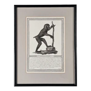 Framed Engraving "Il Bobbuino Di Bosco", Italy Circa 1812