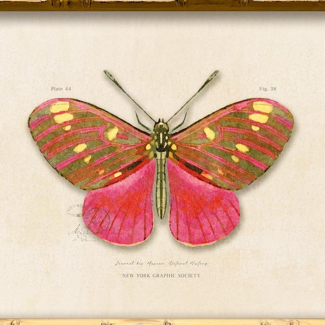 Contemporary Contemporary Reproduction of Vintage "Garden Friends" Art Print , Pink Framed Butterfly For Sale - Image 3 of 4