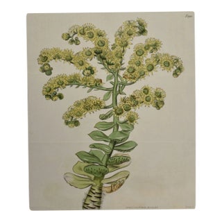 Flowering Houseleek Plant: A 19th C. Hand-Colored Botanical Engraving by Curtis, 1818 For Sale
