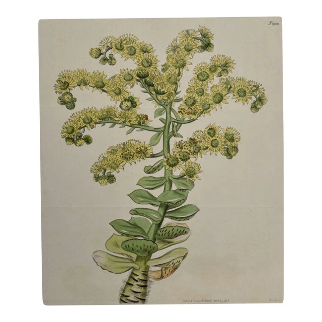 Flowering Houseleek Plant: A 19th C. Hand-Colored Botanical Engraving by Curtis, 1818 For Sale