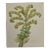 Flowering Houseleek Plant: A 19th C. Hand-Colored Botanical Engraving by Curtis, 1818 For Sale