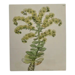 Flowering Houseleek Plant: A 19th C. Hand-Colored Botanical Engraving by Curtis, 1818