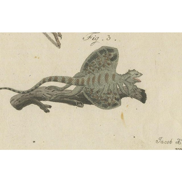 19th Century Bertuch, Monitor, Basilisk and Flying Dragon, 1805, Print For Sale - Image 5 of 12