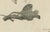 19th Century Bertuch, Monitor, Basilisk and Flying Dragon, 1805, Print For Sale - Image 5 of 12