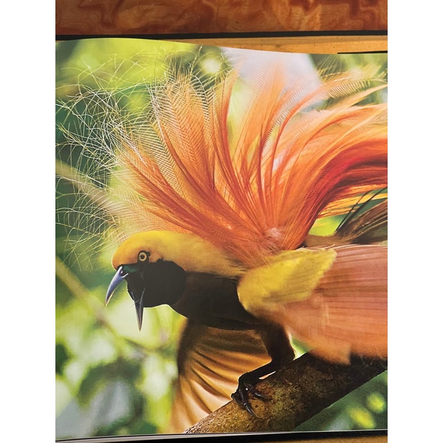 Red Birds of Paradise Coffee Book Superb Illustrations For Sale - Image 8 of 8