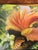 Red Birds of Paradise Coffee Book Superb Illustrations For Sale - Image 8 of 8